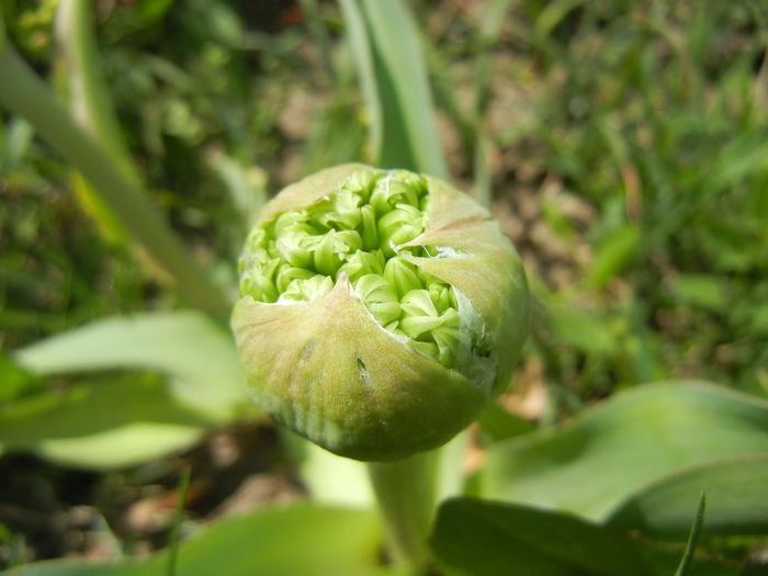 Allium schubertii (2015, May 03)