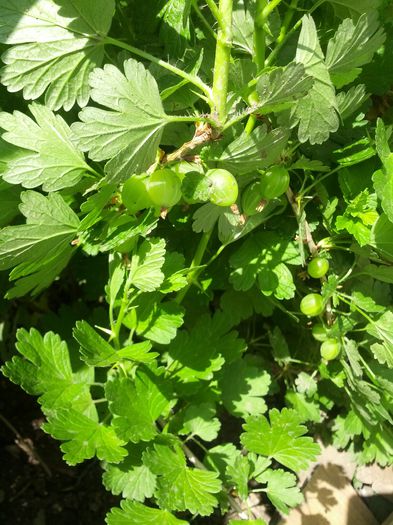 14320190460551322330603