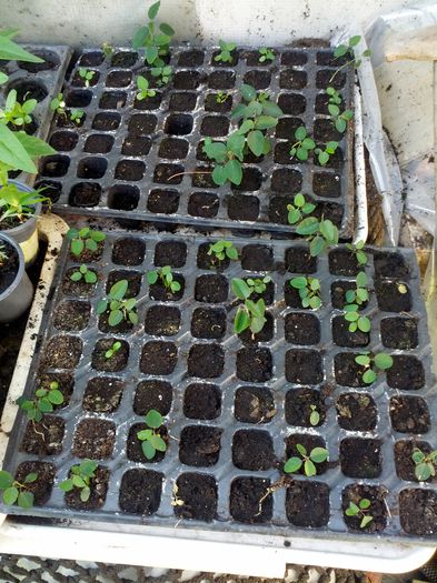 14320191598701343781178