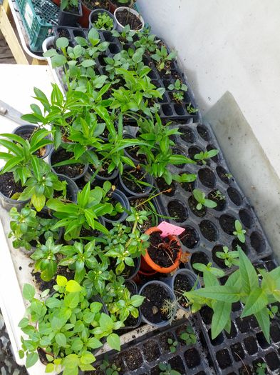 1432019194023-1855026184