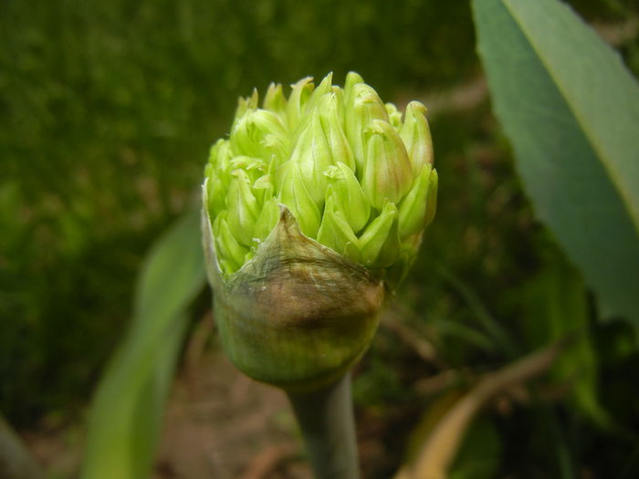 Allium schubertii (2015, May 05) - Allium schubertii