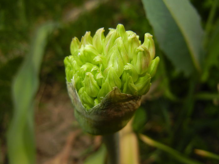 Allium schubertii (2015, May 05) - Allium schubertii