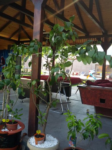 1432019386072-1431520308