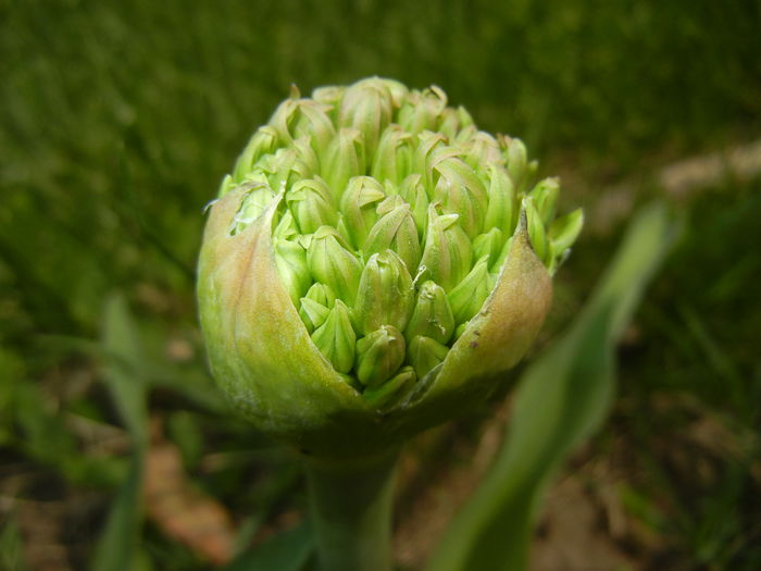 Allium schubertii (2015, May 05) - Allium schubertii