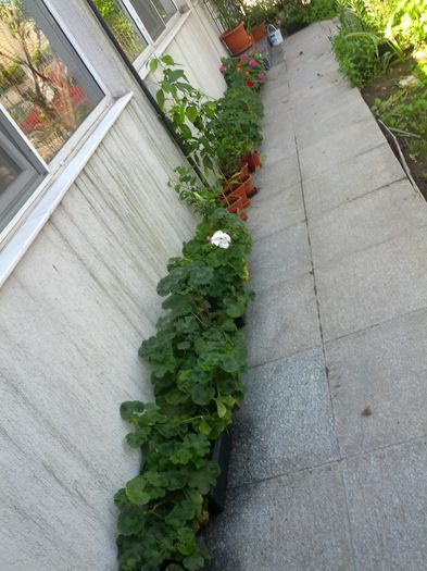 1432019615221-616685004