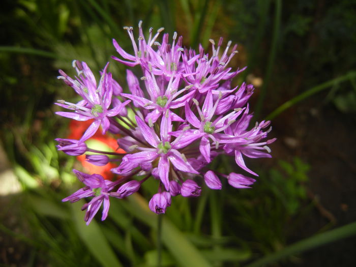 Allium Purple Sensation (2015, May 03)