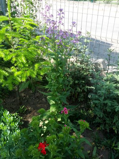 1432019702332368463773 - gradina mea 2015