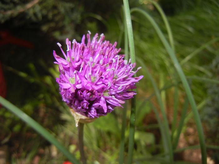 Allium Purple Sensation (2015, May 03)