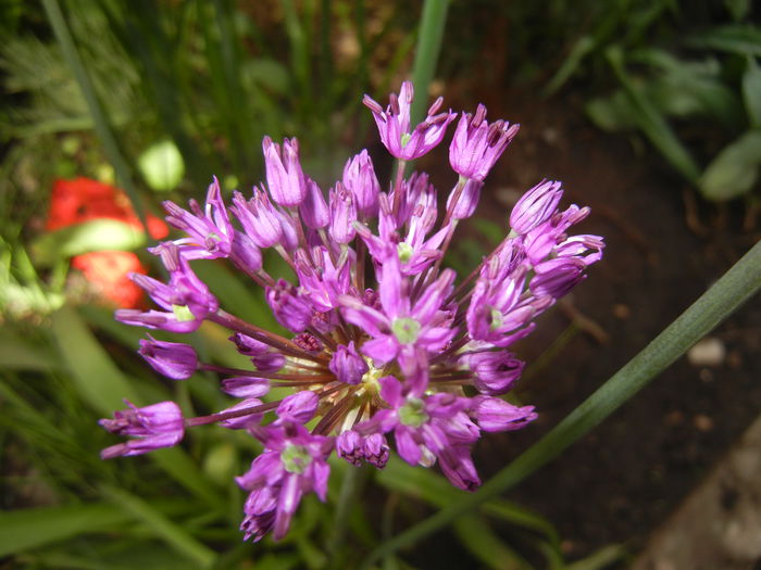 Allium Purple Sensation (2015, May 03)