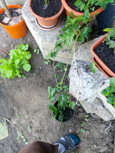 1432020028718981469875 - gradina mea 2015