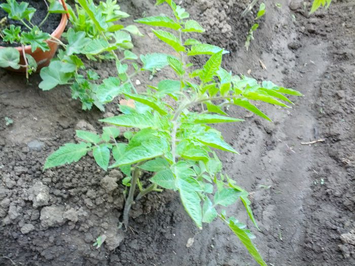 ro%u0219i chery blue osu