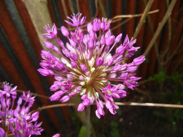 Allium Purple Sensation (2015, May 03) - Allium aflatunense Purple