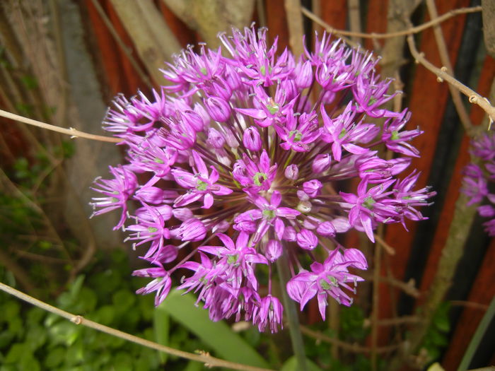 Allium Purple Sensation (2015, May 05) - Allium aflatunense Purple