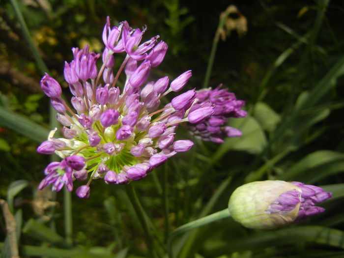 Allium Purple Sensation (2015, May 05) - Allium aflatunense Purple