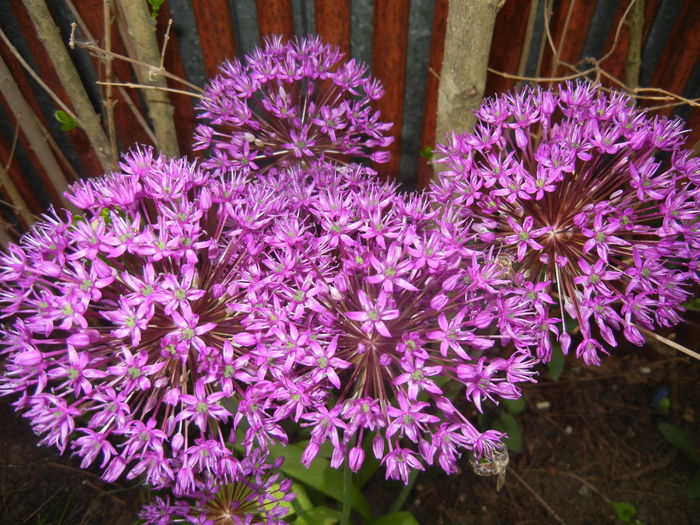 Allium Purple Sensation (2015, May 05) - Allium aflatunense Purple