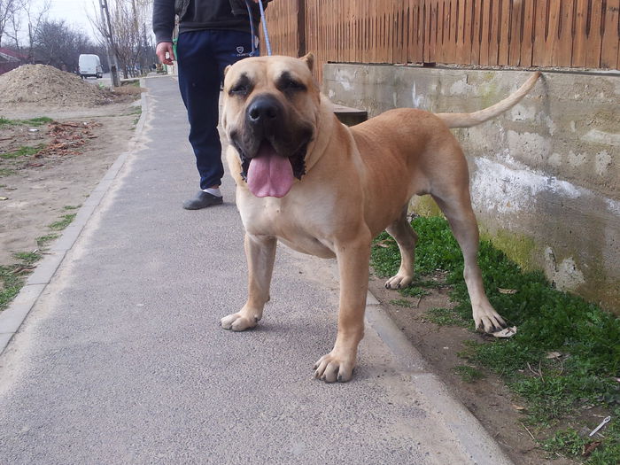 20150309_101605 - pups for sale presa canario from orrick and arita