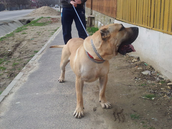 20150309_101636 - pups for sale presa canario from orrick and arita