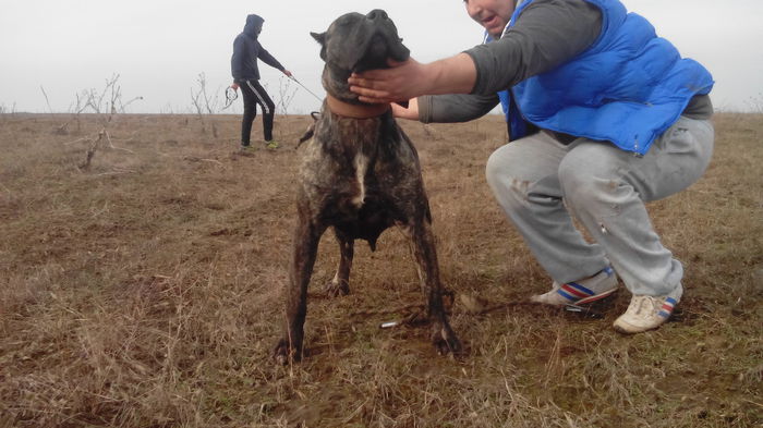 IMG_20150205_140235 - pups for sale presa canario from orrick and arita