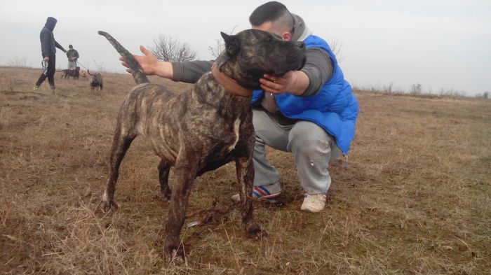 IMG_20150205_140245 - pups for sale presa canario from orrick and arita