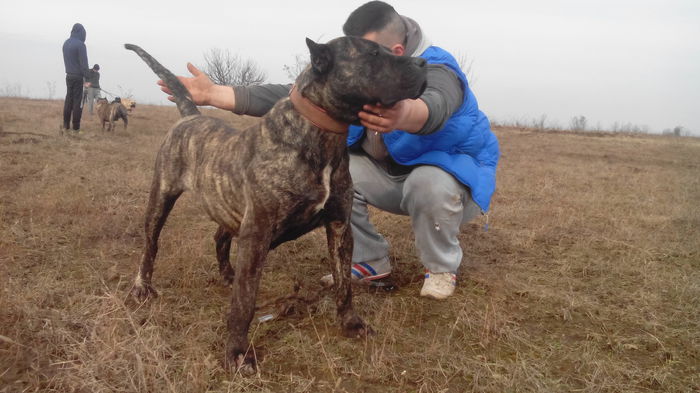 IMG_20150205_140247 - pups for sale presa canario from orrick and arita