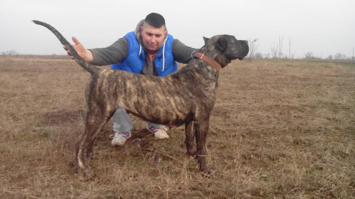 IMG_20150205_140254 - pups for sale presa canario from orrick and arita