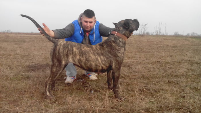 IMG_20150205_140256 - pups for sale presa canario from orrick and arita