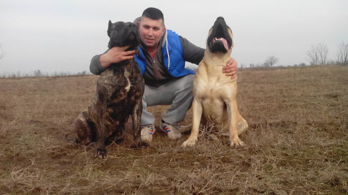 IMG_20150205_135821 - pups for sale presa canario from orrick and arita