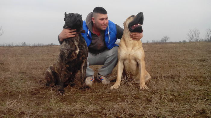 IMG_20150205_135823 - pups for sale presa canario from orrick and arita
