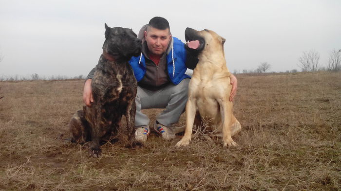 IMG_20150205_135829 - pups for sale presa canario from orrick and arita