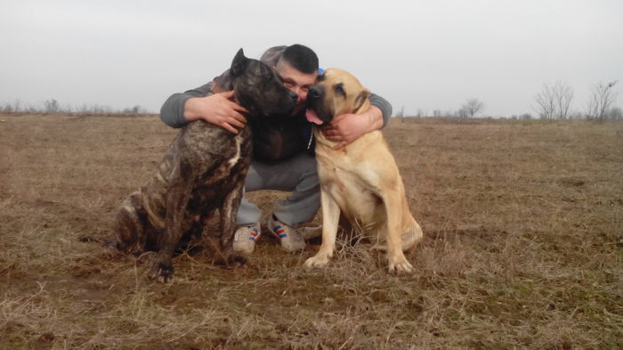 IMG_20150205_135838 - pups for sale presa canario from orrick and arita
