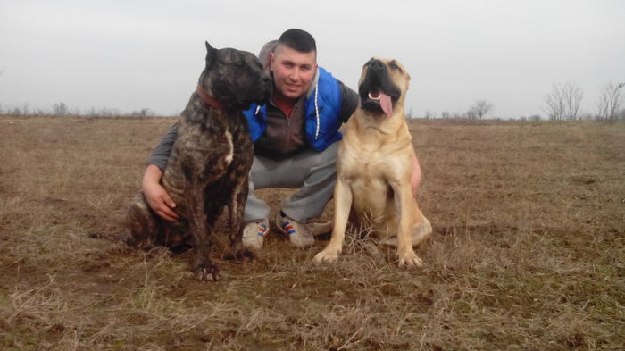 IMG_20150205_135841 - pups for sale presa canario from orrick and arita