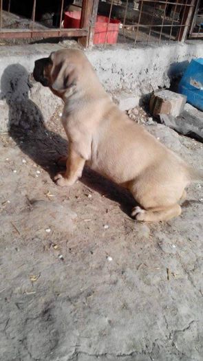 11137034_424506147723485_490174031_n - pups for sale presa canario from orrick and arita