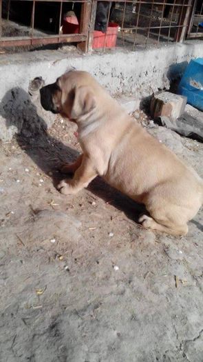 11185449_424506131056820_1439567879_n - pups for sale presa canario from orrick and arita