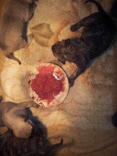 20150407_115318 - pups for sale presa canario from orrick and arita