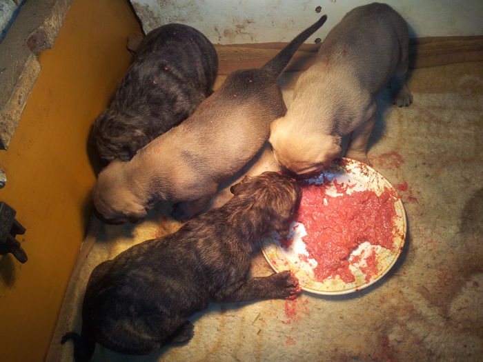 20150407_115718 - pups for sale presa canario from orrick and arita