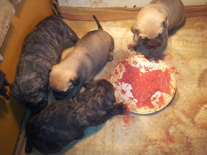 20150407_115725 - pups for sale presa canario from orrick and arita