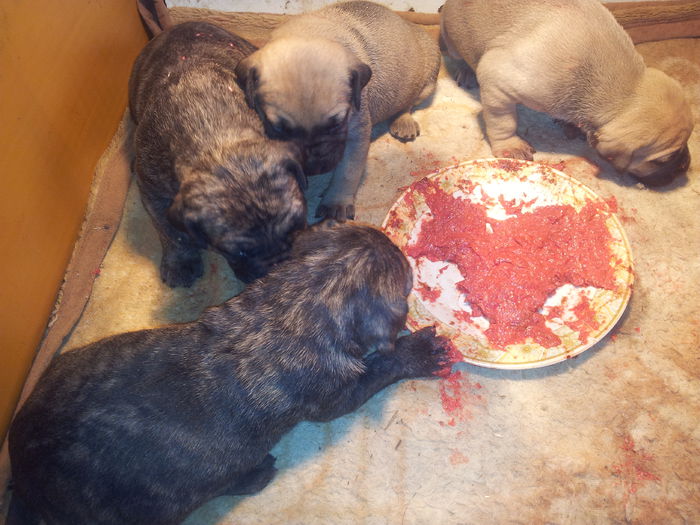 20150407_115730 - pups for sale presa canario from orrick and arita