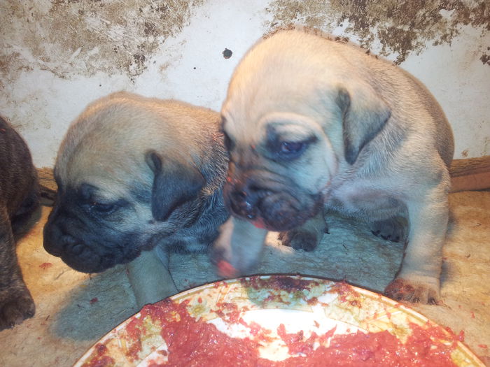 20150407_115755 - pups for sale presa canario from orrick and arita