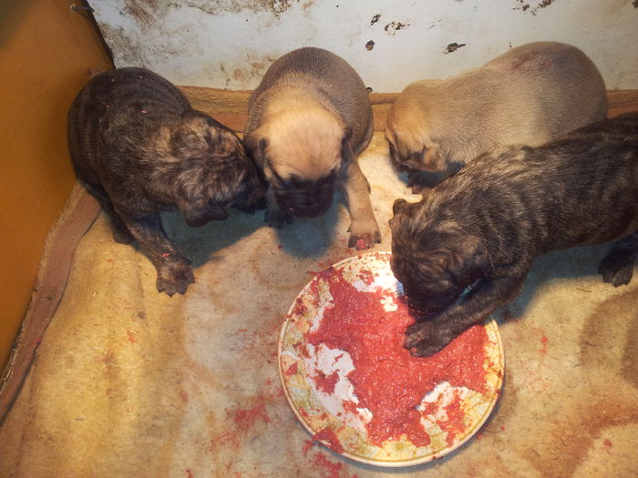 20150407_115809 - pups for sale presa canario from orrick and arita