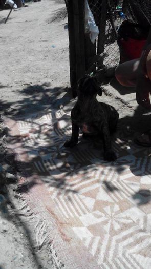 11128427_889976604397419_201514153_n - pups for sale presa canario from orrick and arita