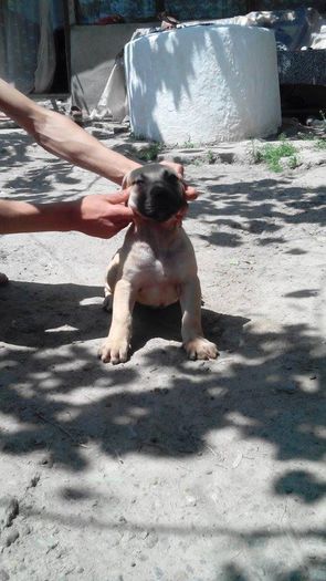 11257713_889976134397466_1648240207_n - pups for sale presa canario from orrick and arita