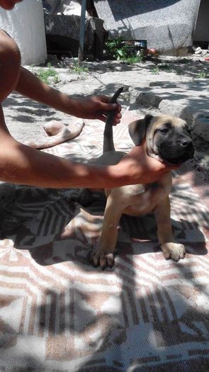 11258614_889976361064110_897715891_n - pups for sale presa canario from orrick and arita