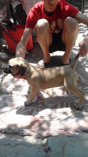 11263871_889976451064101_1520534648_n - pups for sale presa canario from orrick and arita