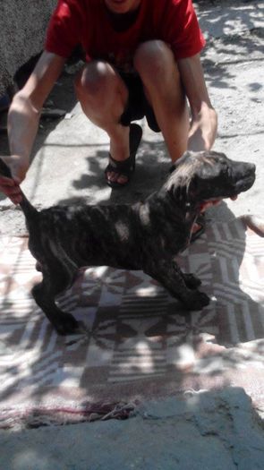 11267422_889976614397418_1337200956_n - pups for sale presa canario from orrick and arita