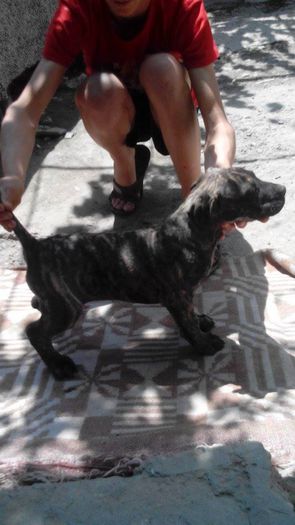 11271143_889976621064084_1358198459_n - pups for sale presa canario from orrick and arita