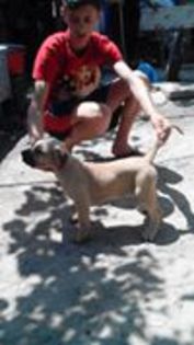 photo.php - pups for sale presa canario from orrick and arita