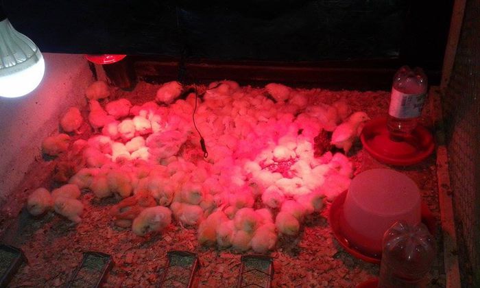 pui 2015; Pui Brahma Herminat Deschis, Pui Cochinchina Urias Galben, Pui Cochinchina pitic Galben, Pui Mii De Flori Isabell, Pui Mii De Flori Portelan Rosu, Pui Sebright, Pui Matase Japoneza, Pui Araucana,
