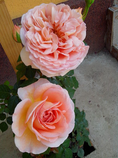 IMG_20150519_104935 - Abraham Darby