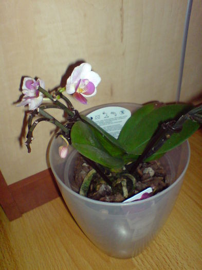 DSC00214 - orhidee