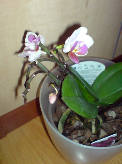 DSC00215 - orhidee